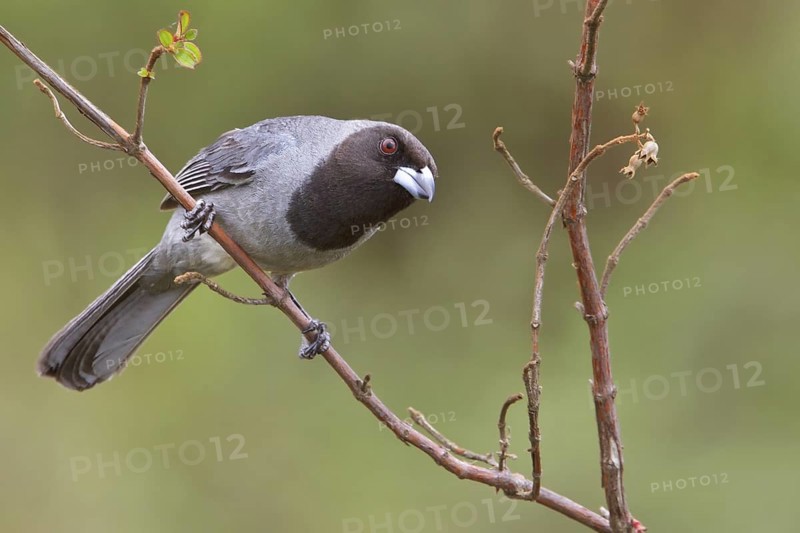 Black-faced Tanager (Schistochlamys melanopis) perched on a branch in Bolivia, South America