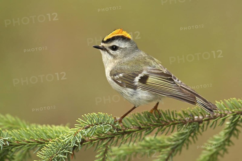 Golden-crowned Kinglet (Regulus satrapa), Michigan, USA