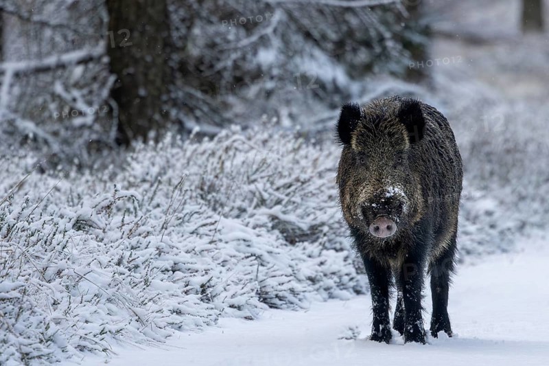 At the end of November, the mating season for wild boar (Sus scrofa) begins and the boars go in search of females ready to mate, early winter, winter, snow, cold, mating season, November, Denmark