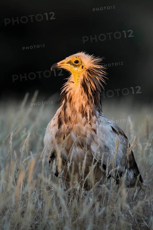 Egyptian Vulture (Neophron percnopterus) in field, Castile-La Mancha, Spain