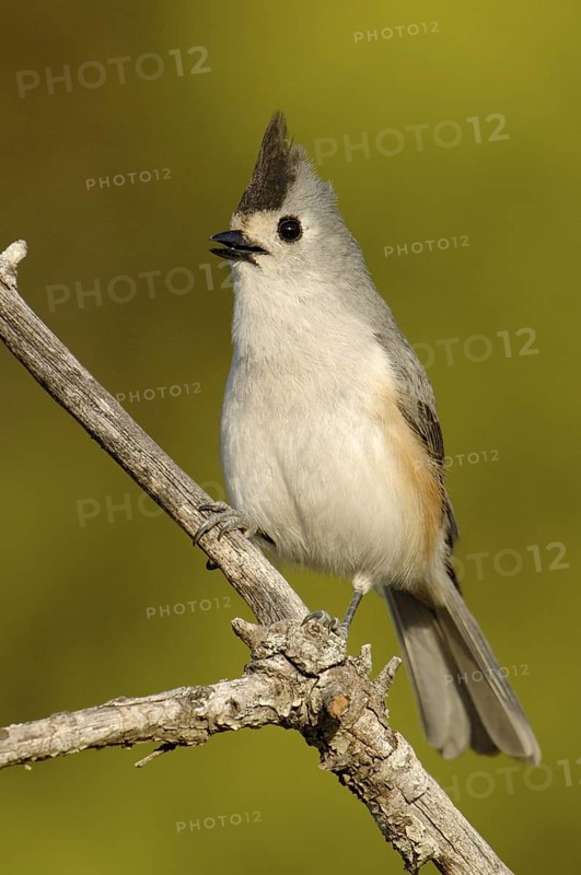 Black-crested Titmouse (Baeolophus atricristatus), Texas, USA