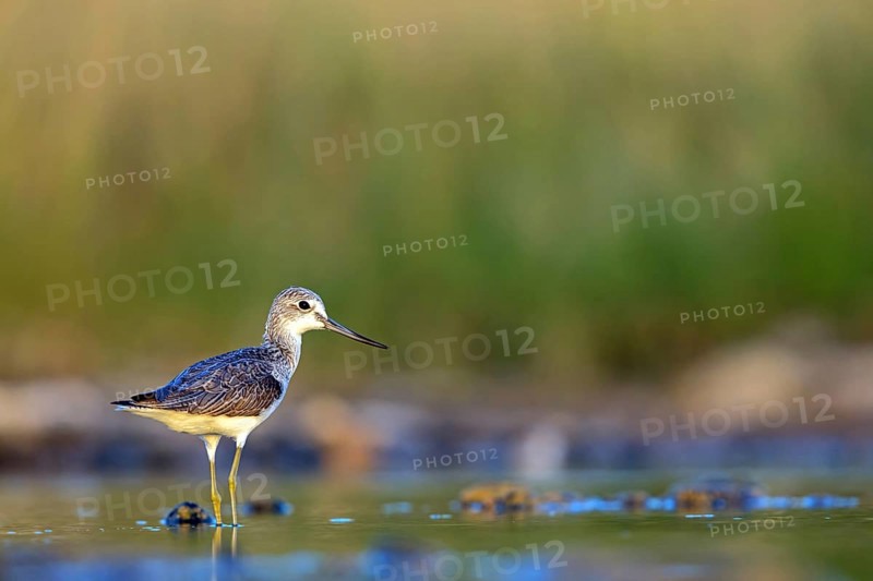Greenshank, (Tringa nebularia) Wading bird, limesticks, foraging in mudflats, snipe family Salalah, Raysut, Dhofar, Oman