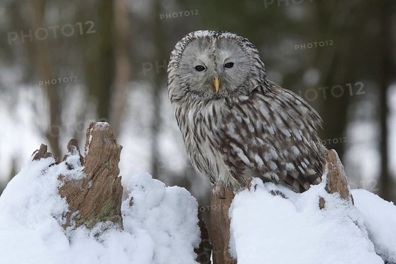 Ural Owl (Strix uralensis), Rhineland-Palatinate, Germany