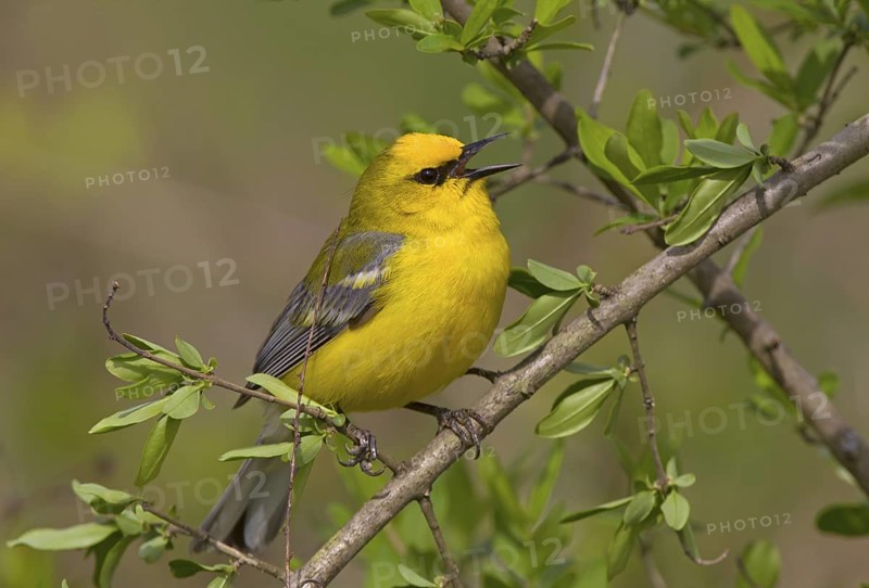 Blue-winged Warbler - male