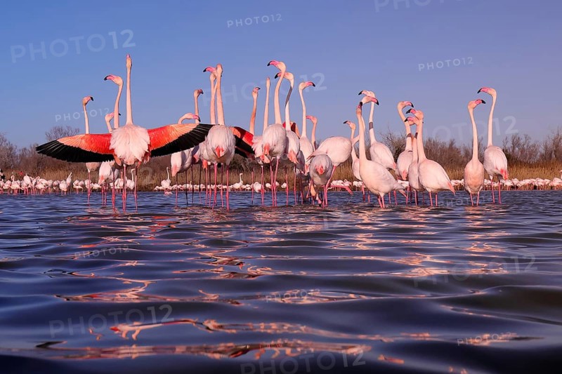 A captivating scene of pink flamingos at their nuptial stop in the French Camargue, with one flamingo displaying its vibrant wings