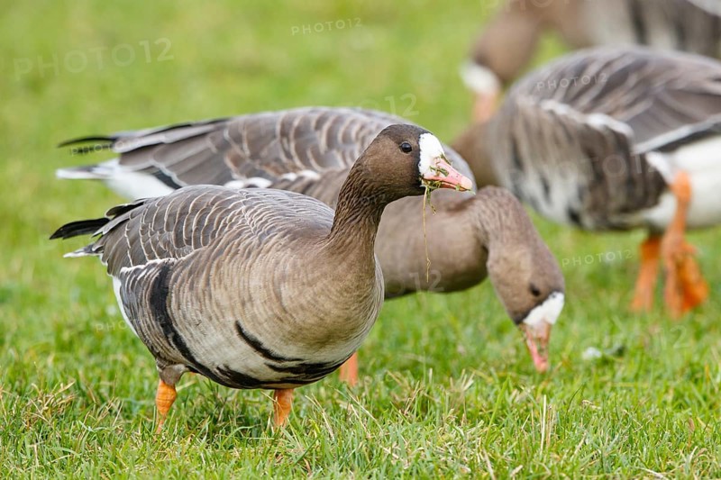 Greater White-fronted Goose (Anser albifrons) foraging, North Rhine-Westphalia, Germany