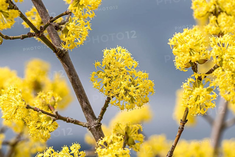 Cornelian cherry (Cornus mas), Germany