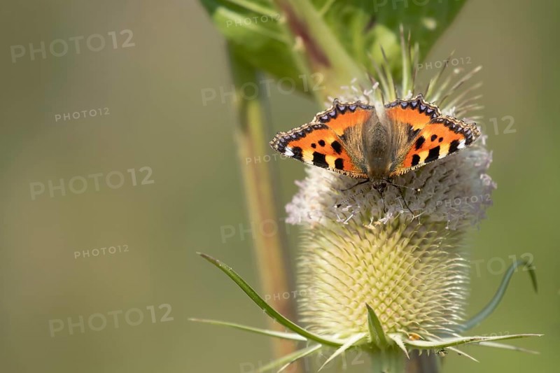Small tortoiseshell butterfly (Aglais urticae) adult insect feeding on a Teasel flower in summer, RSPB Frampton marsh nature reserve, Lincolnshire, England, United Kingdom