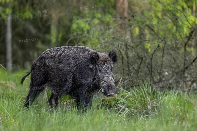 A wild boar (Sus scrofa) in early summer, spring, Denmark