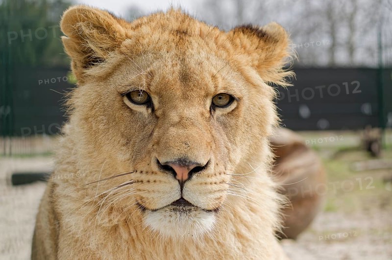 Portrait of a young lion in a care center. Poznan, Pola