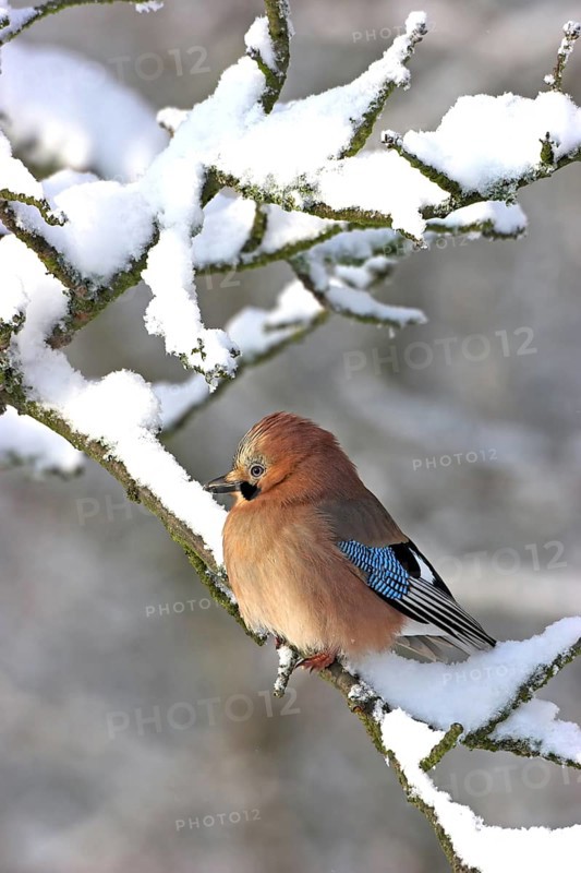 Jay, European Jay, Jay, eurasian jay (Garrulus glandarius), Geai des chênes, Arrendajo Común, Arrendajo, on perch, winter, snow, Ormoz area, Ormoz, Podravska, Slovenia
