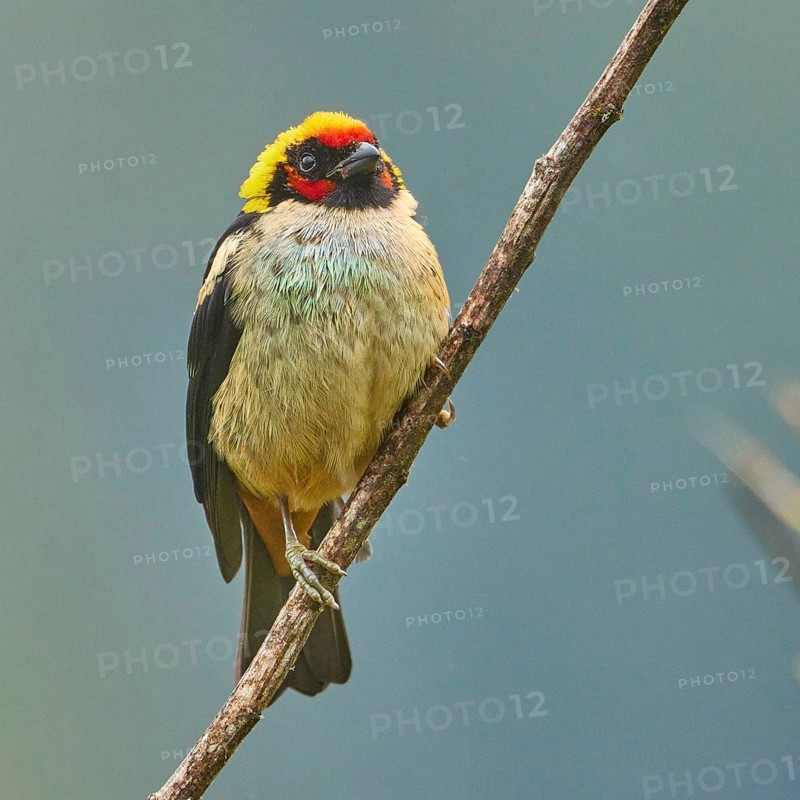 Flame-faced Tanager (Tangara parzudakii), Ecuador