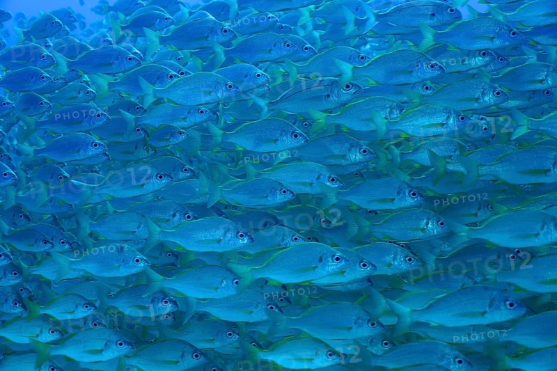 Bastard grunt (Pomadasys incisus)