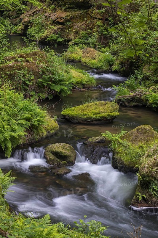 Flowing, silky water with ferns and rocks in the Edmunds Gorge, river Kamnitz, Hrensko, Ustecky kraj, Czech Republic