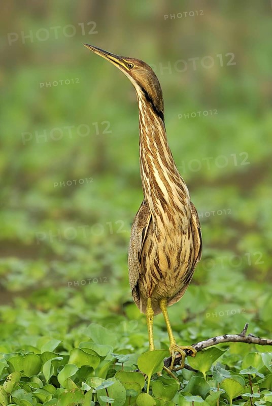 American Bittern (Botaurus lentiginosus), Texas, USA