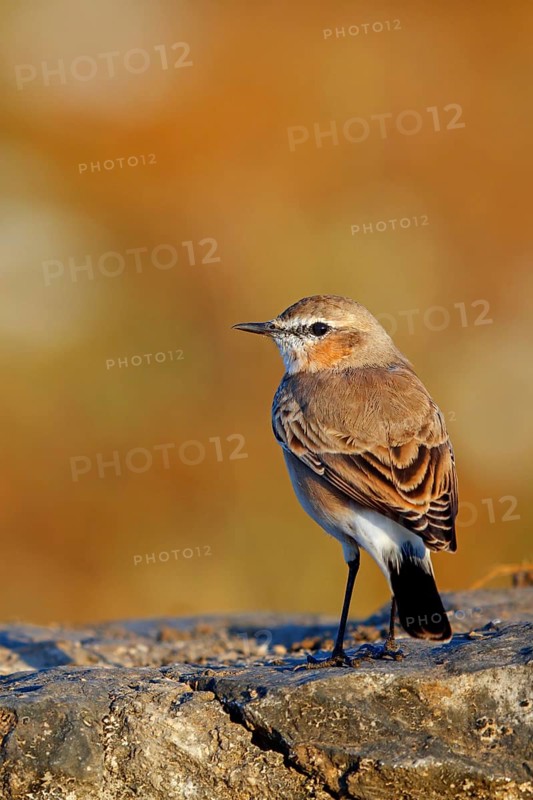 Isabelline Wheatear, (Oenanthe isabellina), biotope, habitat, foraging, animals, birds, songbird, flycatcher family Salalah, Al Mughsyal, Muscat, Oman