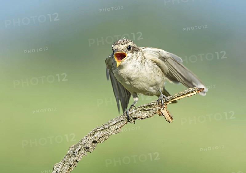 Red-backed Shrike (Lanius collurio) juvenile begging for food, Aosta Valley, Italy