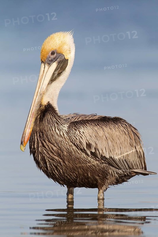 Brown Pelican (Pelecanus occidentalis), Florida, USA