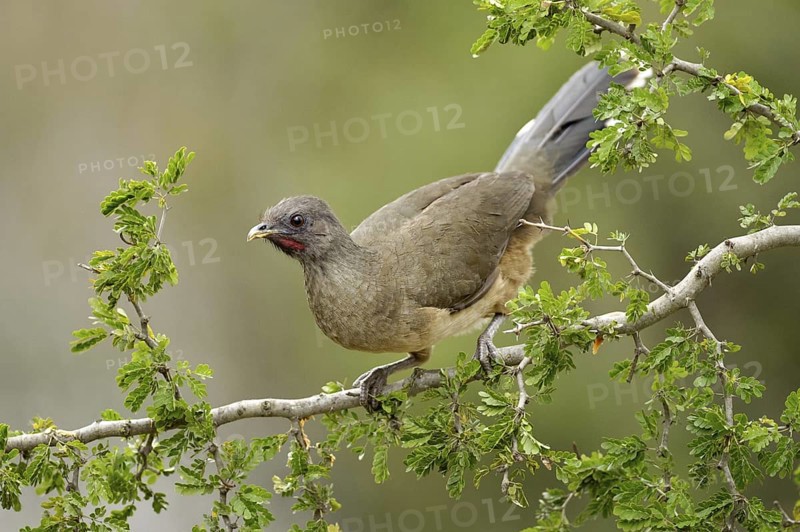 Plain Chachalaca (Ortalis vetula mccalli), Texas, USA