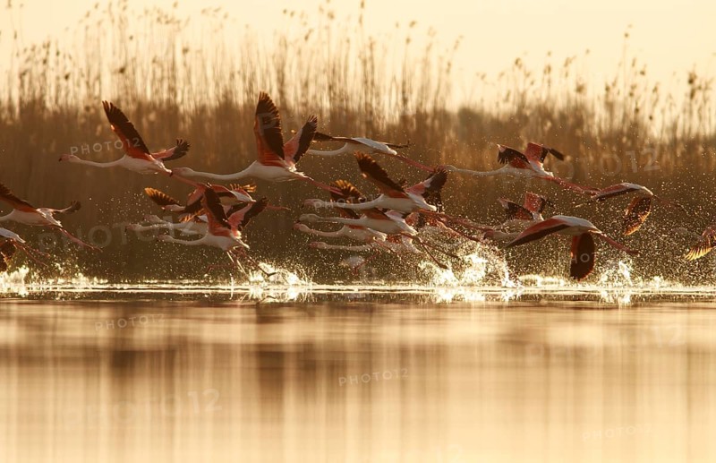 Greater Flamingo (phoenicopterus roseus), taking off from marsh, Castile-La Mancha, Spain