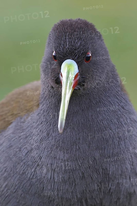 Plumbeous Rail (Pardirallus sanguinolentus), Lago Junin, Peru
