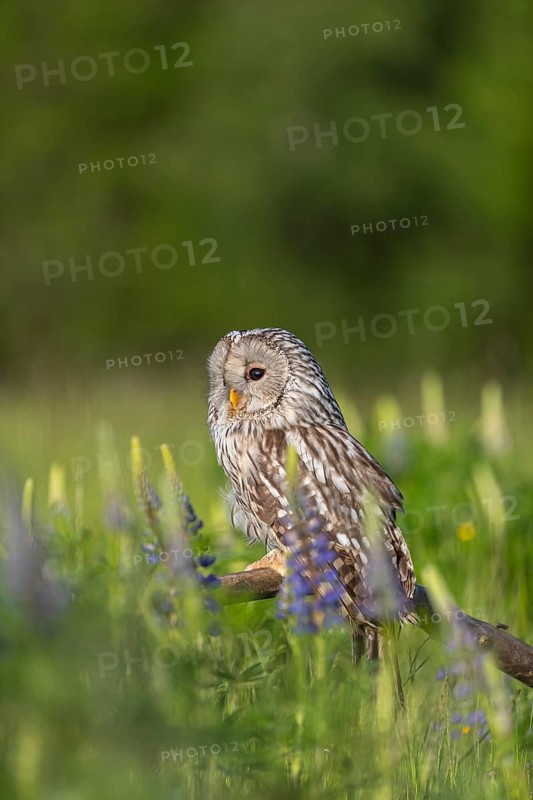 One Ural owl (Strix uralensis) sitting on a branch lying in a field of flowering lupines in late evening light