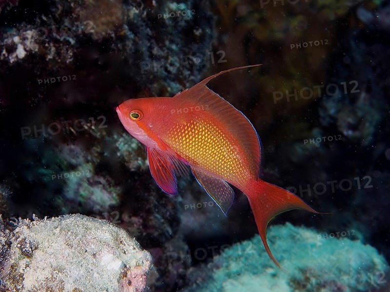 Common lionfish (Pseudanthias squamipinnis)
