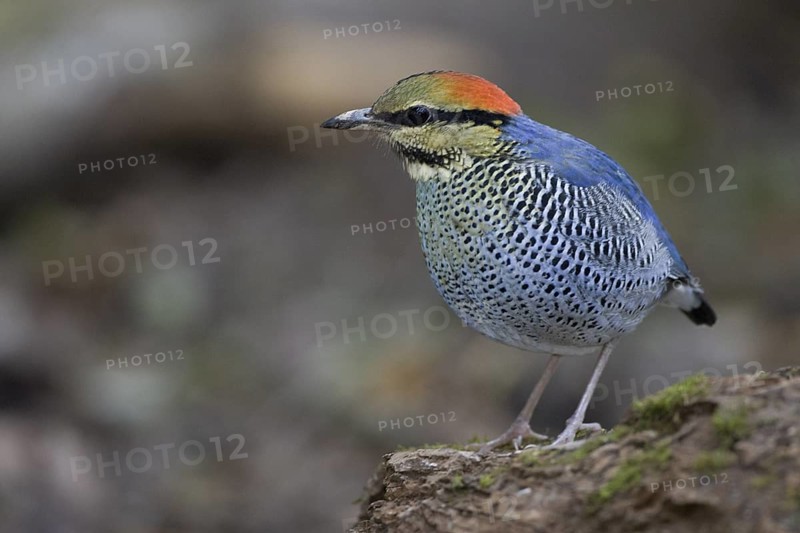 Blue Pitta (Hydrornis cyaneus) male, Chaiyaphum, Thailand