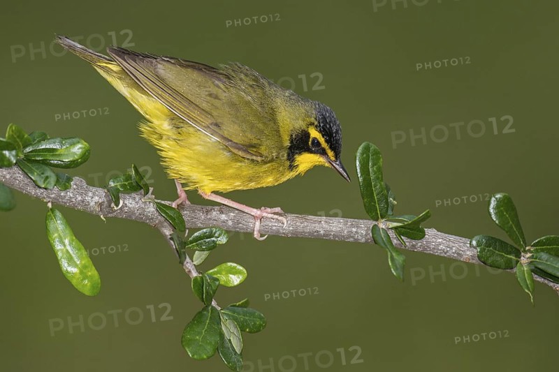 Kentucky Warbler (Geothlypis formosa) male perched on a branch, Texas, USA