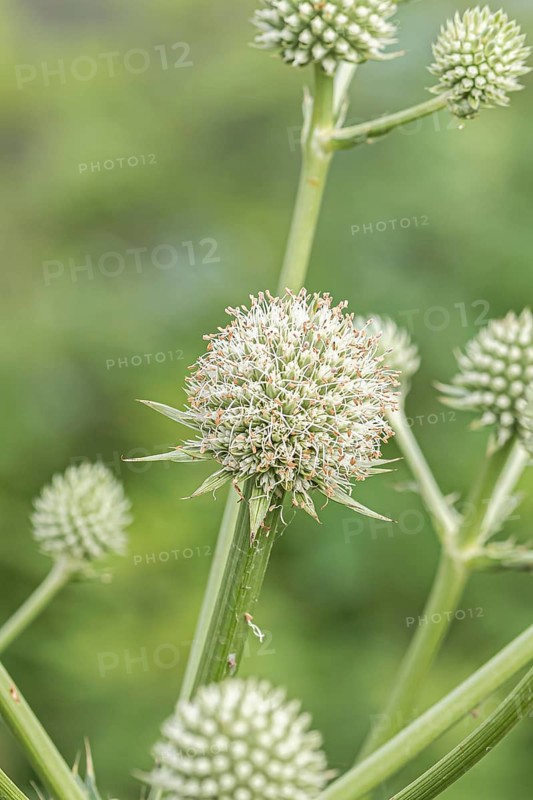 Palmlilien-Mannstreu (Eryngium yuccifolium), Ihlenweg 7, Federal Republic of Germany