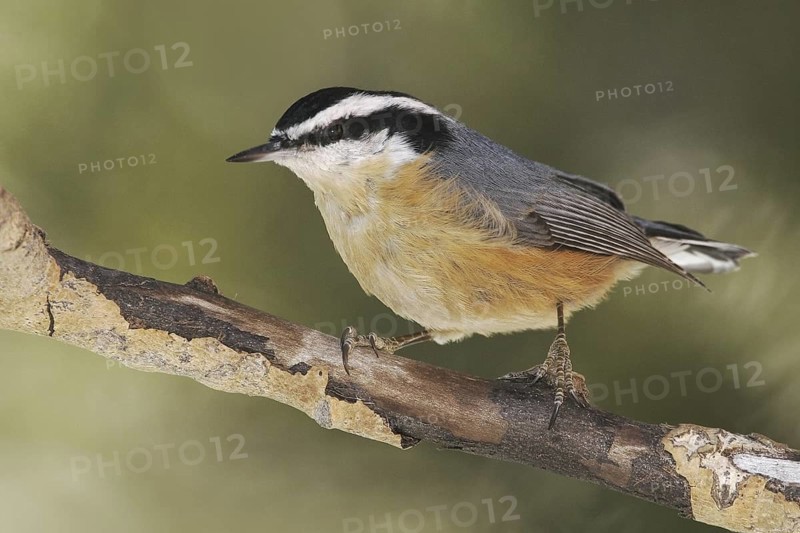 Red-breasted Nuthatch (Sitta canadensis), New Mexico, USA