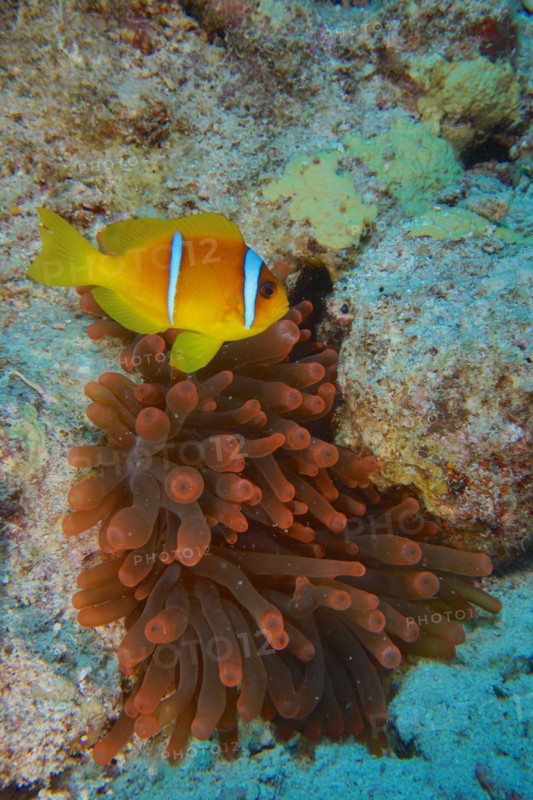 Fluorescent bubble-tip anemone (Entacmaea quadricolor) with red sea clownfish (Amphiprion bicinctus), dive site House Reef, Mangrove Bay, El Quesir, Red Sea