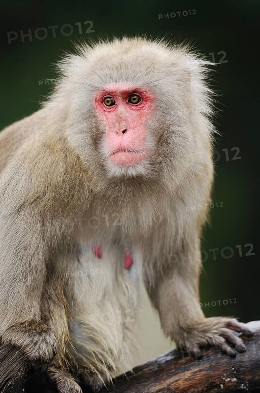 Close-up of a snow monkey with a red face and thick fur in a natural environment, red-faced macaque (Macaca fuscata), captive, distribution Japan