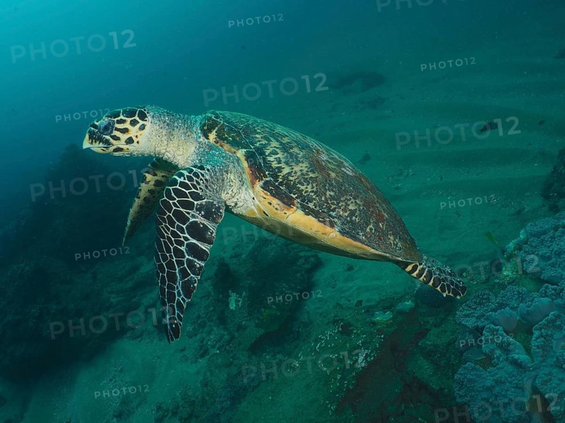 Pacific Hawksbill sea turtle (Eretmochelys imbricata bissa)