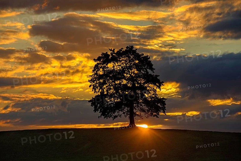 Tree against glowing clouds at sunset, Bavaria, Federal Republic of Germany, Allgäu, Bavaria, Federal Republic of Germany
