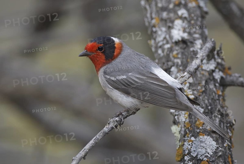 Red-faced Warbler (Cardellina rubrifrons), New Mexico, USA