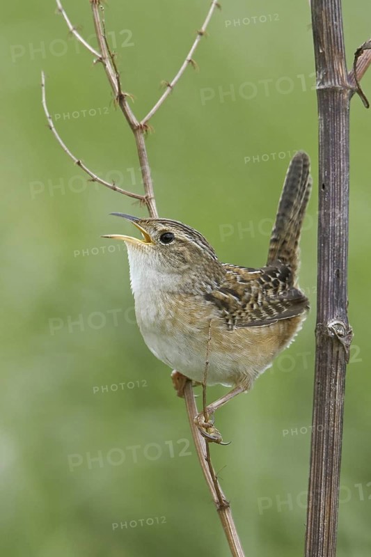 Sedge Wren (Cistothorus platensis) singing, Manitoba, Canada