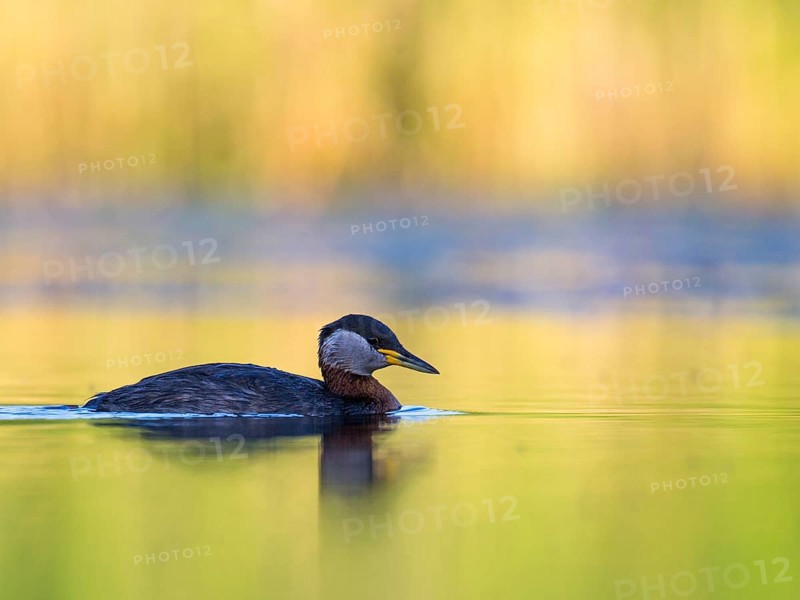 Red-necked Grebe (Podiceps grisegena), Mecklenburg-Western Pomerania, Germany