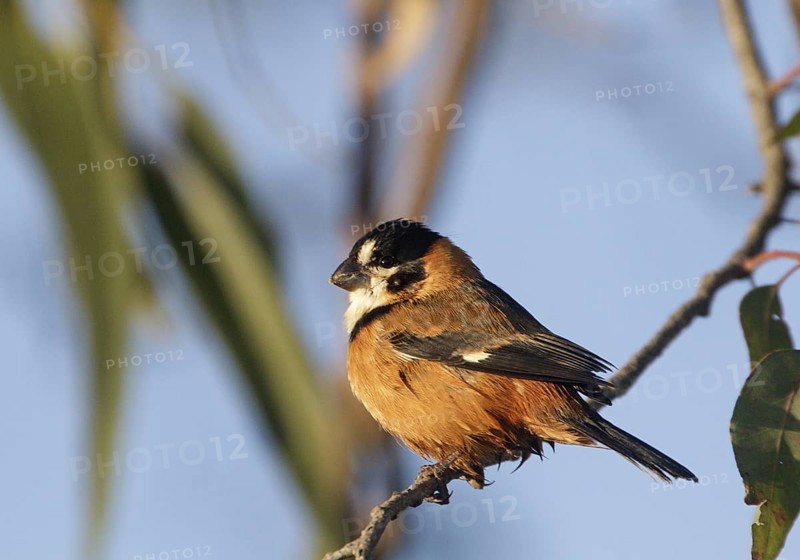 Rusty-collared Seedeater (Sporophila collaris melanocephala) male, Corrientes, Argentina