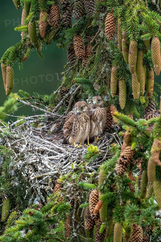 Common kestrel (Falco tinnunculus), young birds not yet ready to fly in the nest, Rhineland-Palatinate, Germany