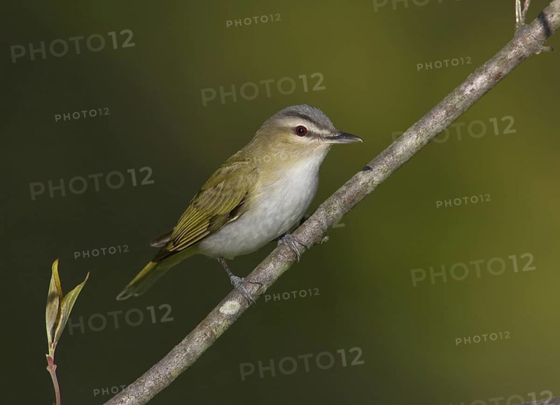 Red-eyed Vireo (Vireo olivaceus), Ohio, USA
