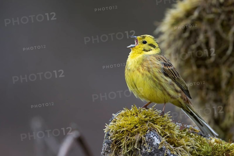 Yellowhammer - Goldammer - Emberiza citrinella ssp. citrinella, Germany, adult male