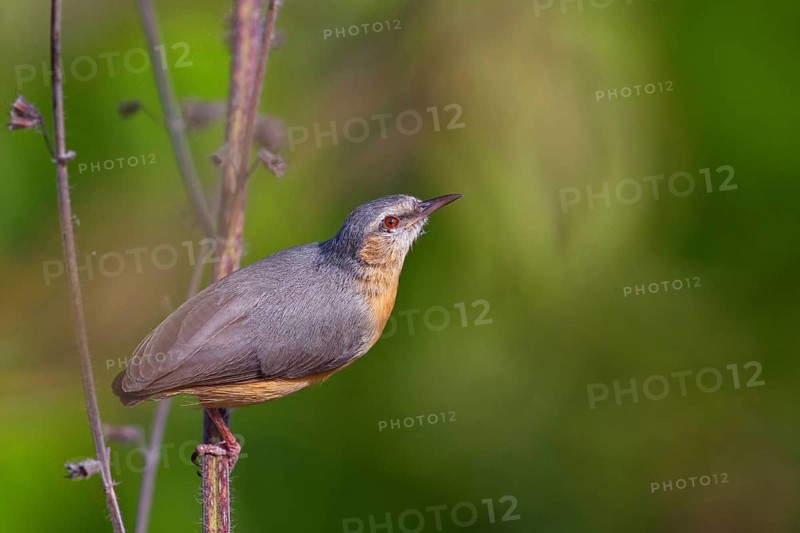 Brown-bellied Sylvietta, (Sylvietta brachyura), animals, birds, perching site, Marakissa Area, Marakissa, South Bank, Gambia