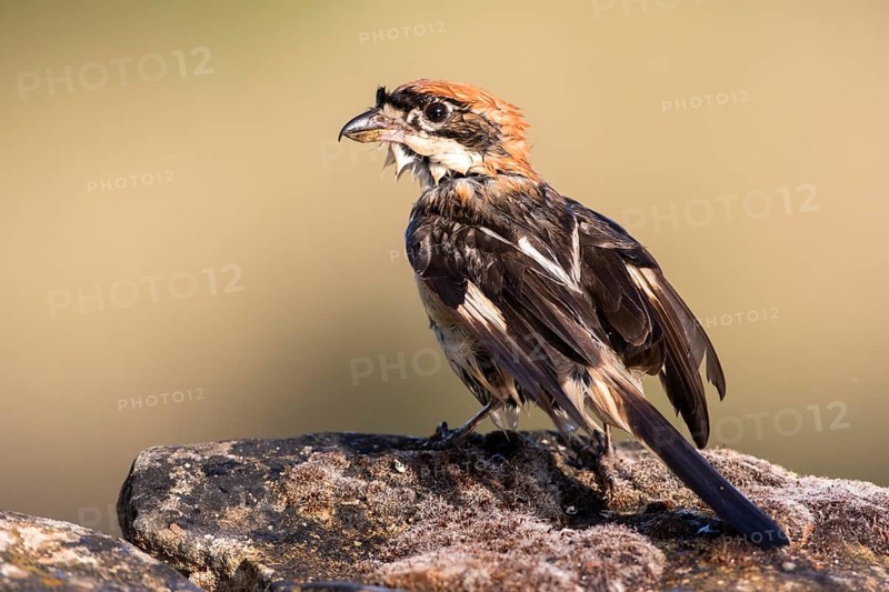 Woodchat Shrike (Lanius senator) male, Castile-Leon, Spain