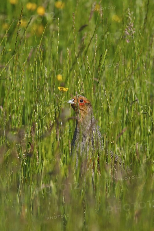 Grey Partridge (Perdix perdix) male, North Rhine-Westphalia, Germany