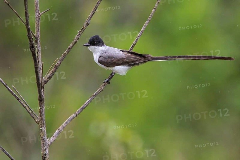 Fork-tailed Flycatcher (Tyrannus savana) perched on a branch in the Atlantic rainforest of southeast Brazil