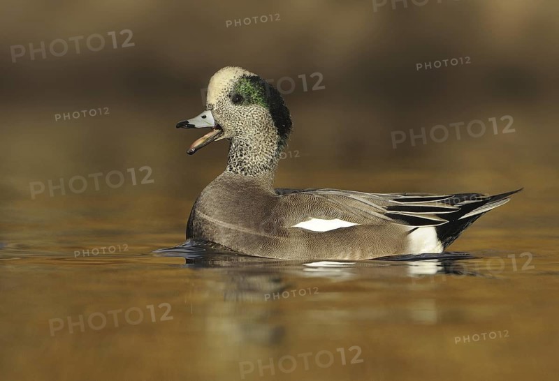 American Wigeon (Mareca americana) male, British Columbia, Canada