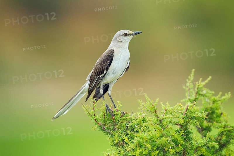 Northern Mockingbird Mimus polyglottos Tucson, Pinal County, Arizona, United States 6 June Adult Mimidae