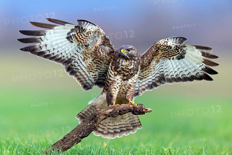 Buzzard, (Buteo buteo), animals, bird, bird of prey, buzzard, hawk family, Beindersheim, Bad Dürkheim district, Rhineland-Palatinate, Federal Republic of Germany