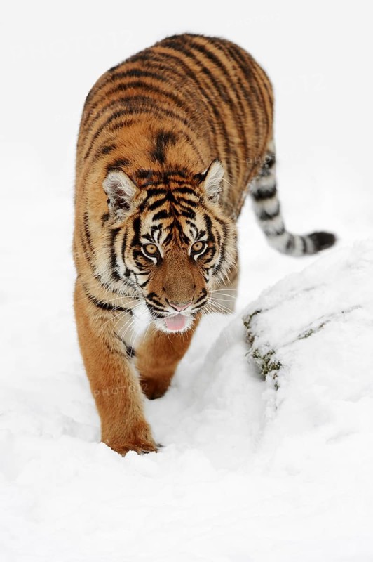 Sumatran tiger (Panthera tigris sumatrae) in the snow, captive, native to Sumatra, Indonesia
